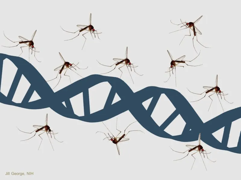 mosquitoanddna mosquitoanddna