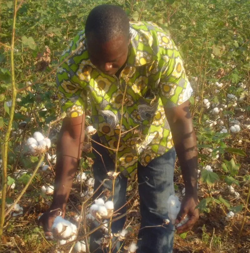 GM Cotton GM Cotton