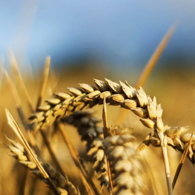 Copy of Wheat Medium e