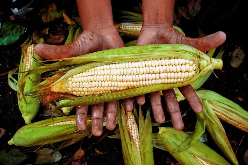 gettycorn cd f b d b aeef gettycorn cd f b d b aeef