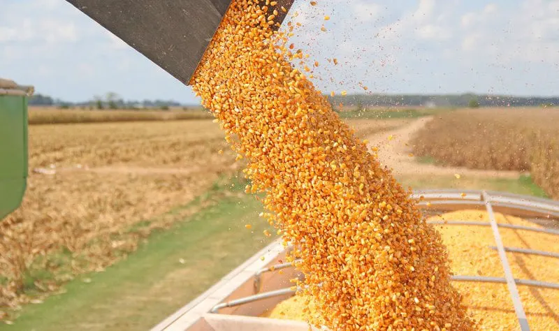 cornharvestdfp