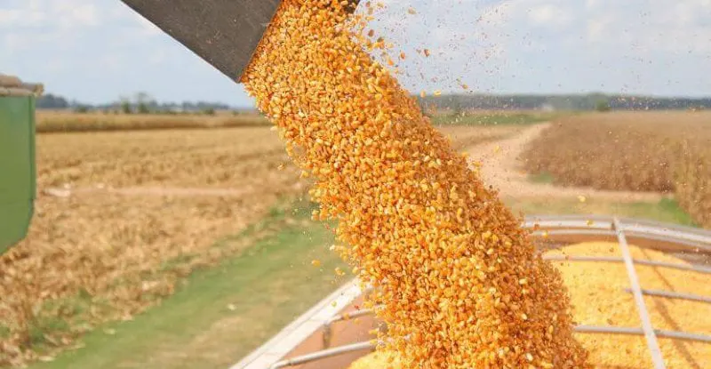 cornharvestdfp