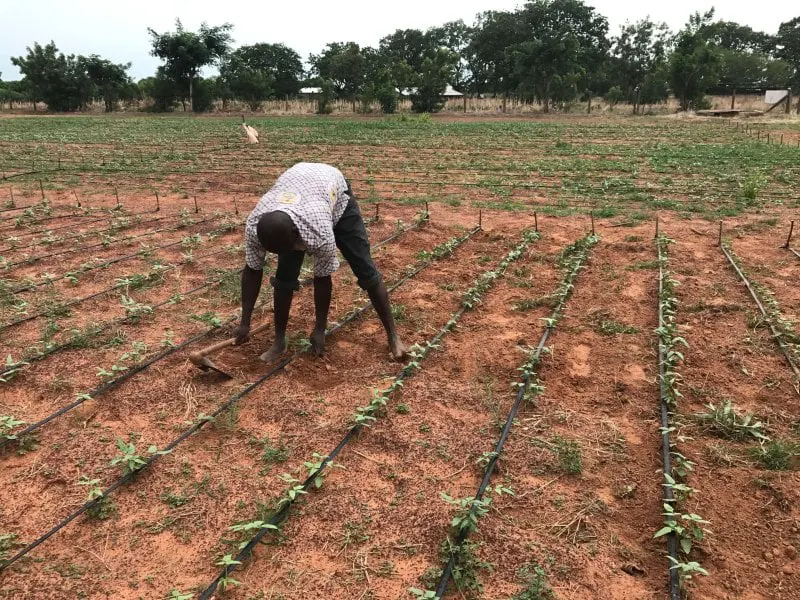 bt cowpea fields bt cowpea fields