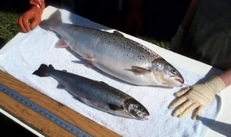 salmon e salmon e