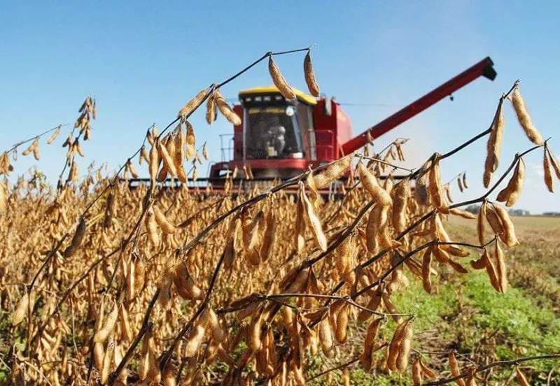 soybean brazil
