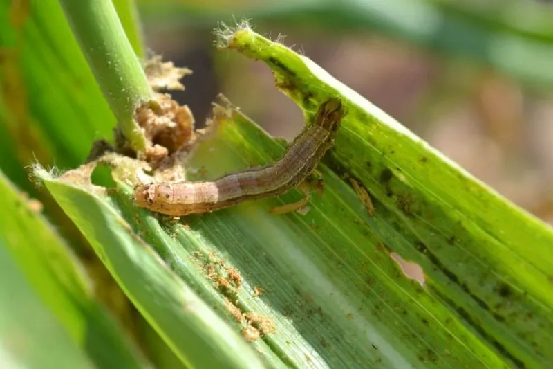 Fall Armyworm. Credit: CABI