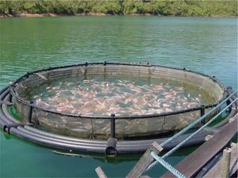 fishfarm