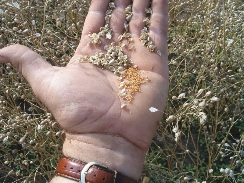 Camelina Oct Sc