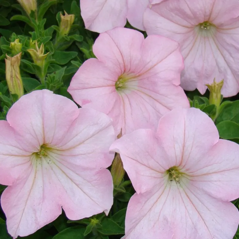 ecpetunia soft pink web