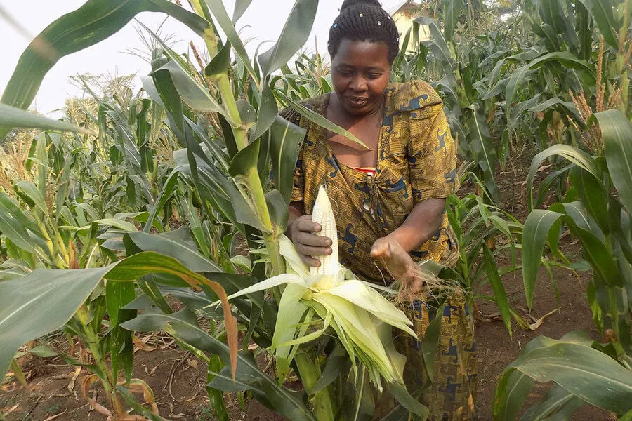 maize standard
