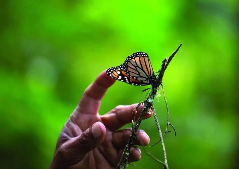monarch san antonio express news