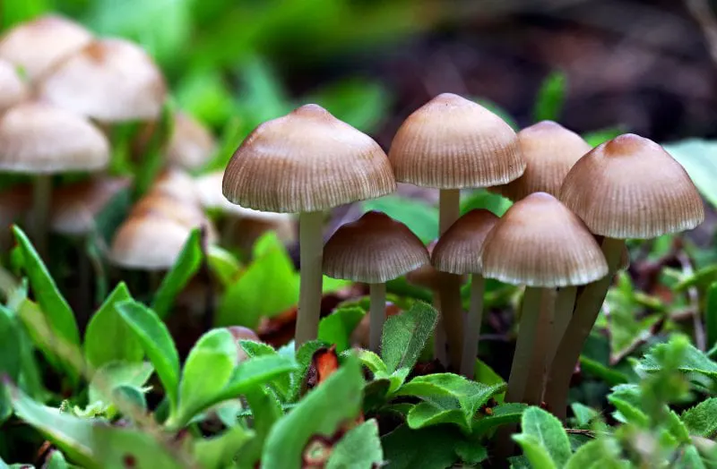 baby mushrooms