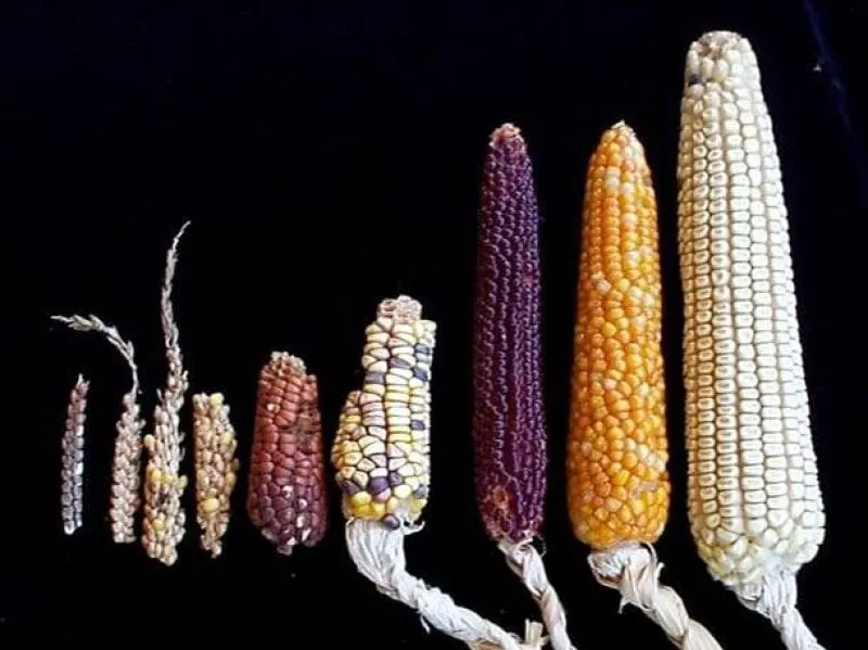 evocorn