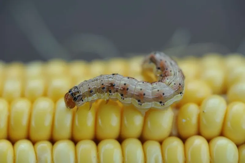 CEW on Corn SR CEW on Corn SR