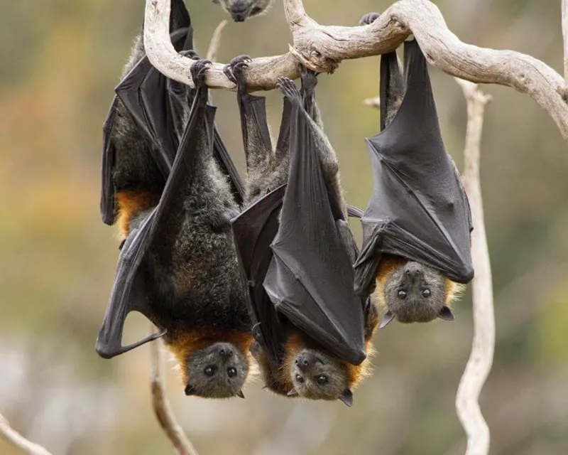 bats