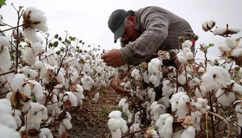 Growers in Mexico resort to illegally planting gmo seeds. Credit: ApparelViews.com