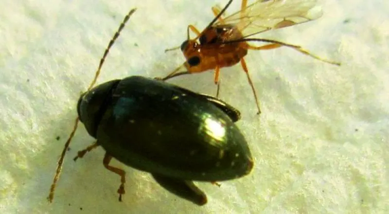 microctonus brassicae a parasitoid targeting the adult cabbage stem flea beetle psylliodes chrysocephala x