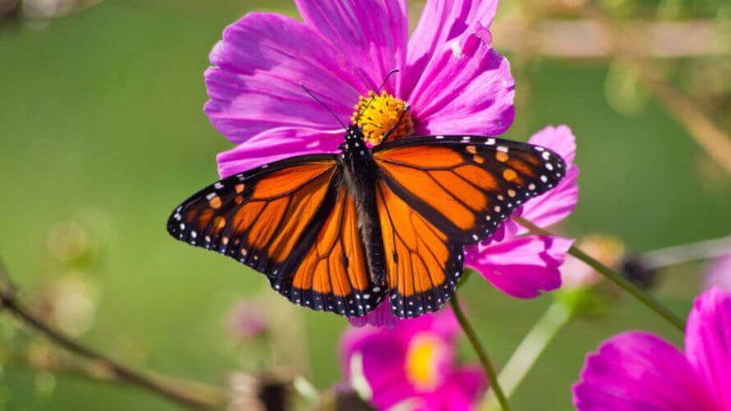 monarch butterfly x monarch butterfly x