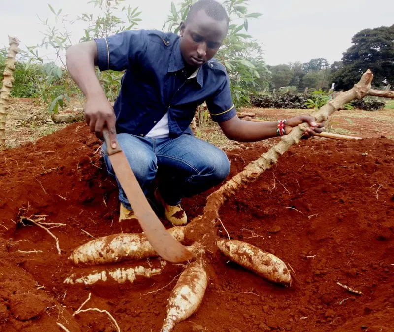 Nicksonn Muturi cassava