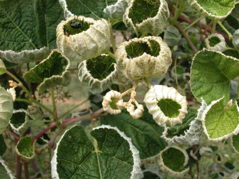 dicamba