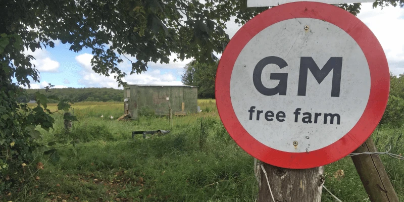 gmo picture