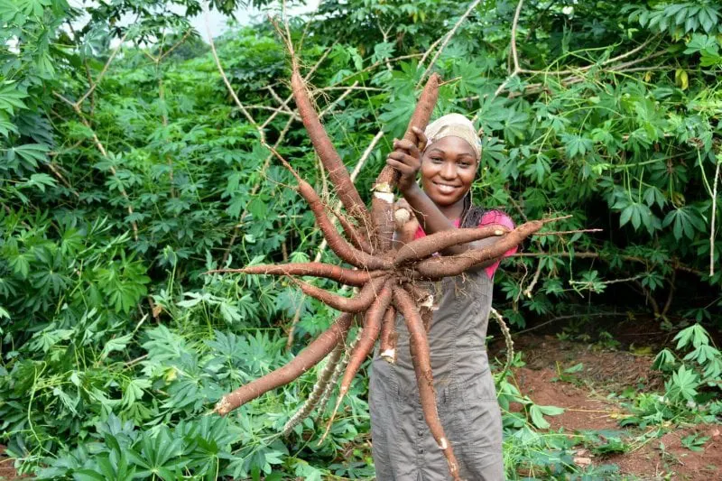 Credit: African Harvesters