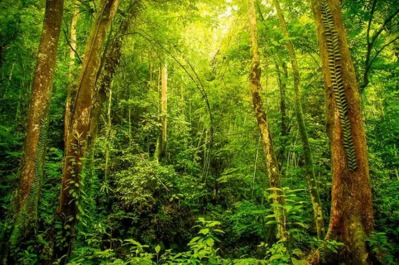 p ecuador rainforest