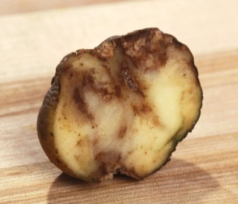 potato