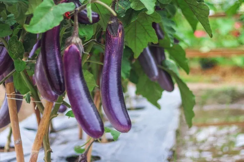 Credit: Amphawan Chanunpha/iStock