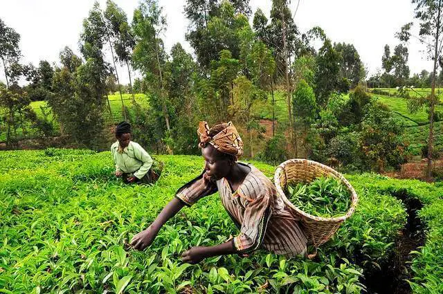 agriculture