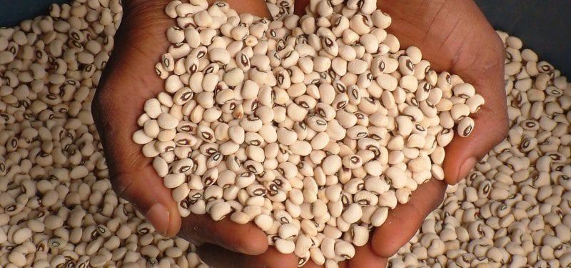 cowpea
