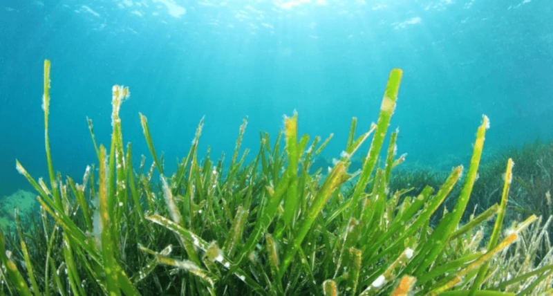 seaweed x