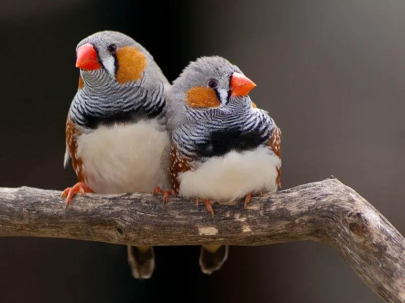 Zebra finches. Credit: Michael Lawton/Flickr