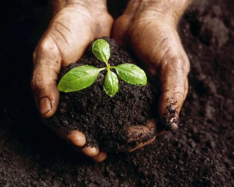 soil soil