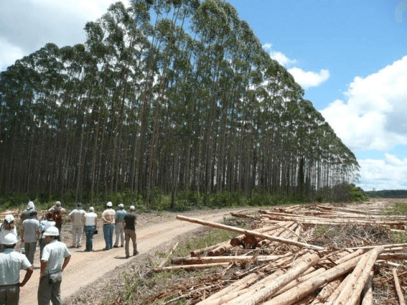 Credit: Timber & Forestry News