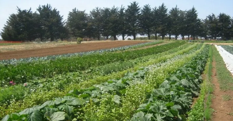 agro