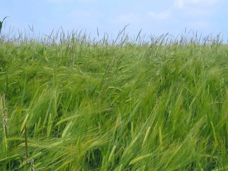 alopecurus myosuroides in barley