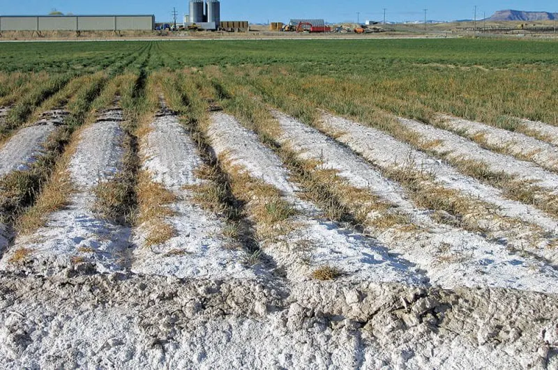 Credit: Donald Suarez/USDA Salinity Laboratory