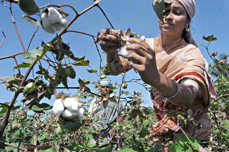 bt cotton bt cotton