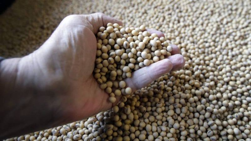 soybean