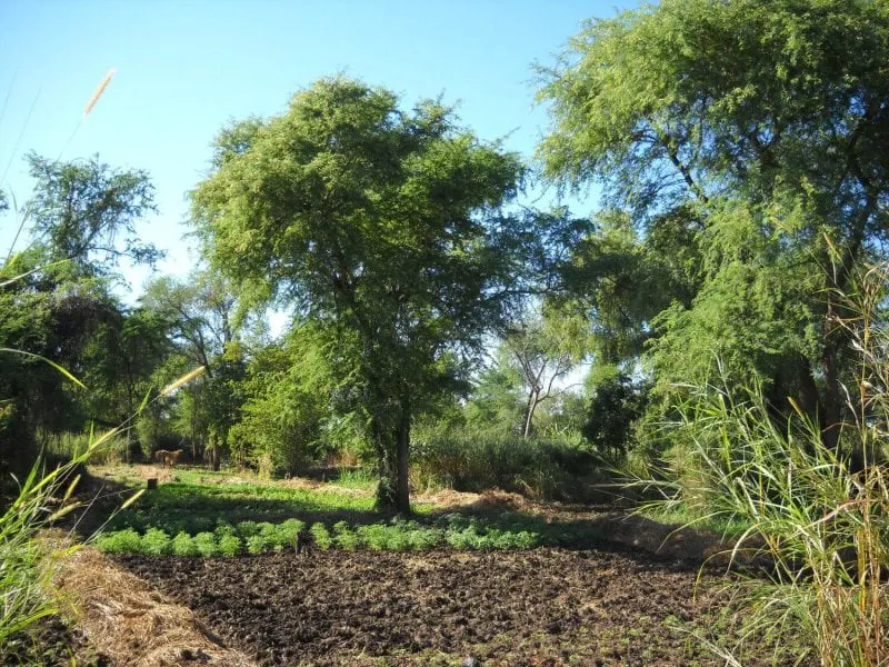 treesonfarms treesonfarms