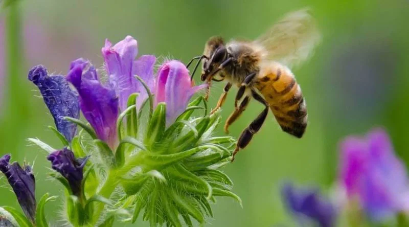 honeybee flower jpg x q crop scale