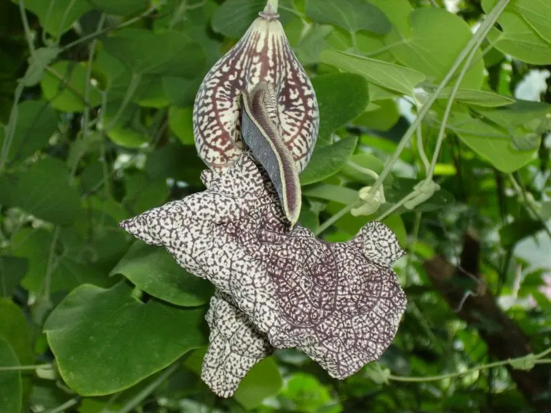 aristolochia labiata aristolochia labiata