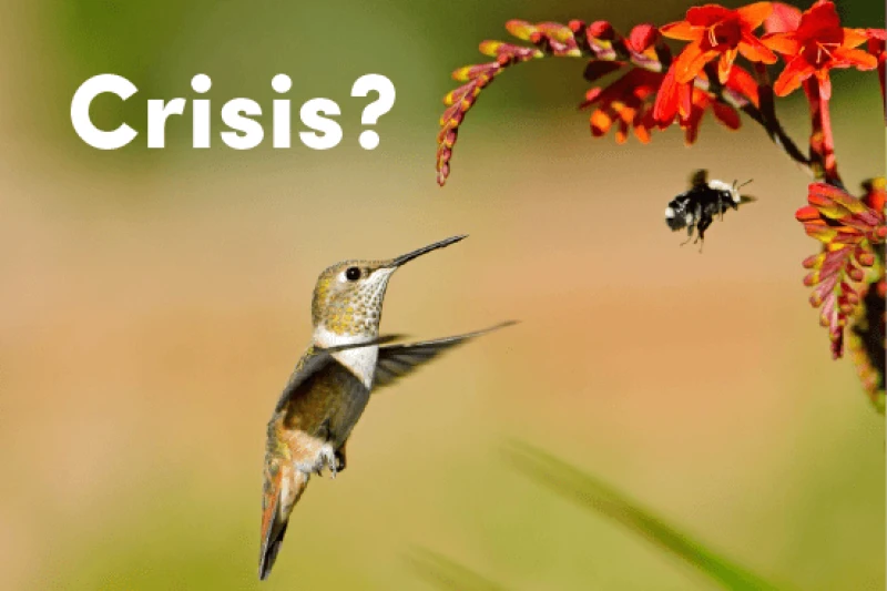 hummingbird bee crisis hummingbird bee crisis