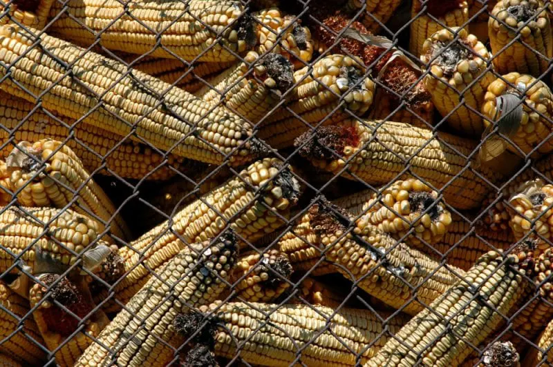 aflatoxin aflatoxin