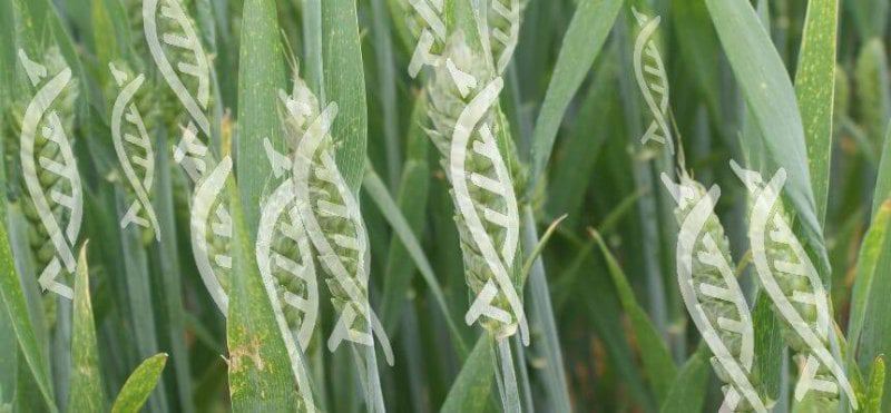 gene edited wheat web x