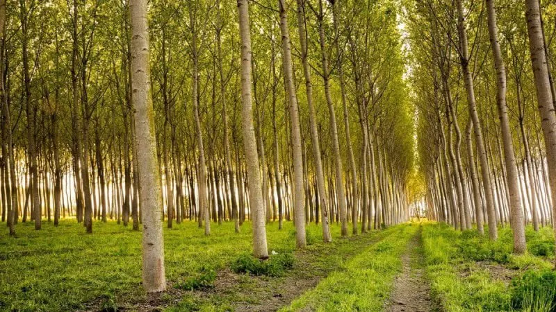 Poplar trees. Credit: Valeriagilardi/Adobe Stock