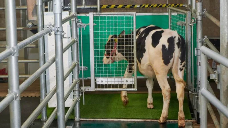 A calf enters an astroturf-covered pen nicknamed "MooLoo” to urinate. Credit: Thomas Häntzschel/FBN/AP