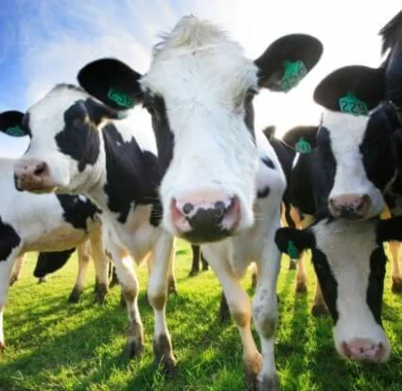 dairy cows e