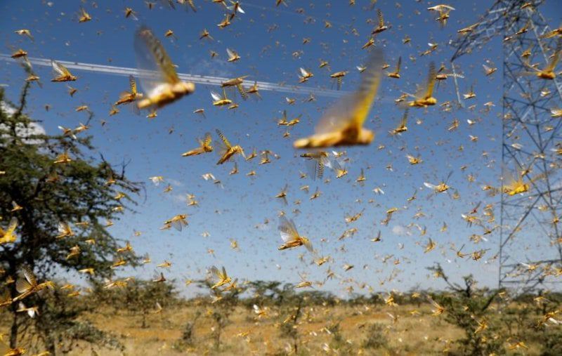 new larger wave of locusts threatens millions in africa